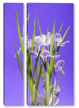 Модульная картина Куст крокуса весеннего (шафрана) на фиолетовом фоне