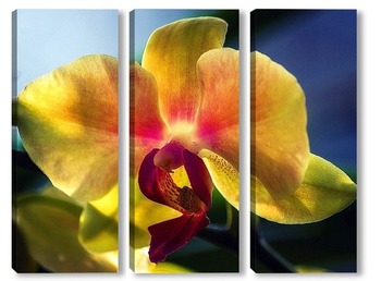 Модульная картина Орхидея фаленопсис Радуга