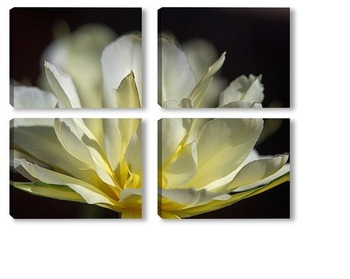 Модульная картина Белый тюльпан