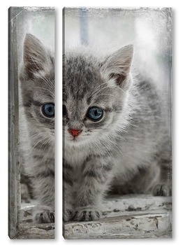Модульная картина Котёнок в окне