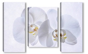 Модульная картина Снежные орхидеи