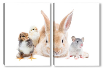 Модульная картина Animals on isolated white background