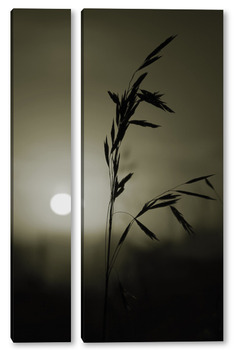 Модульная картина Колос травы на закате солнца