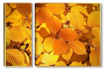 Модульная картина Красивые, жёлтые, осенние листья деревьев