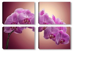 Модульная картина "Дикая Орхидея-Удивительный цветок".