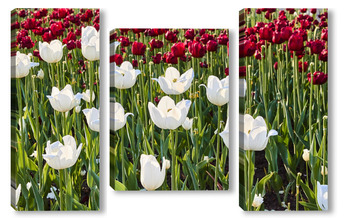 Модульная картина Контрастные красные и белые тюльпаны