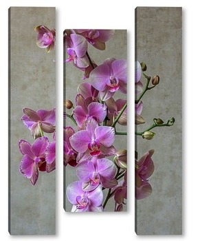 Модульная картина Розовая орхидея