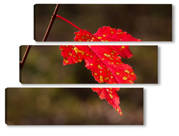 Модульная картина Осенний лист клёна на ветви
