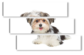 Модульная картина Puppy Maltese lapdog isolated on white background.