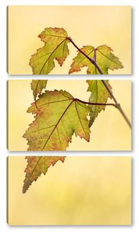 Модульная картина Кленовые листья