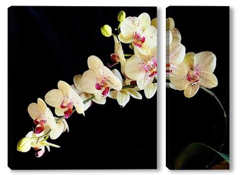 Модульная картина Орхидея на черном