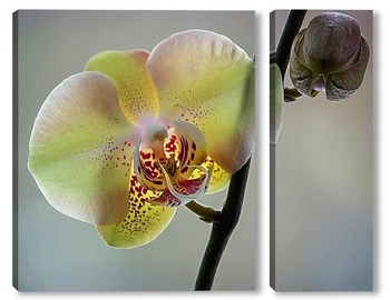 Модульная картина Орхидея фаленопсис Элегантная Дама