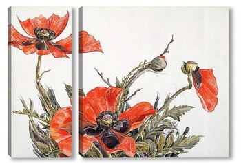 Красные маки