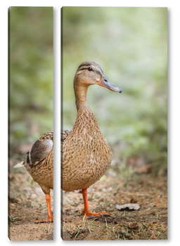Модульная картина A closeup shot of a cute big brown duck