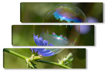 Модульная картина Мыльный пузырь на цветке василька