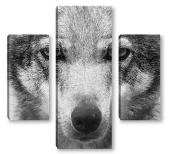 Модульная картина Волчьи глаза
