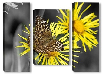 Модульная картина Бабочка на желтом цветке