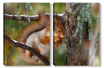 Модульная картина Red squirrel sitting on a tree branch in winter forest and nibbling seeds on snow covered trees background.