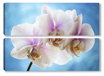 Модульная картина Орхидея фаленопсис Утренняя Заря