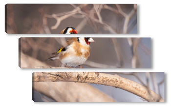 Модульная картина Goldfinch, Carduelis carduelis, perched on wooden perch with blurred natural background