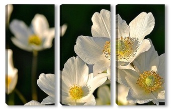 Модульная картина Белые цветы