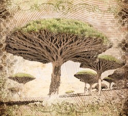    Баобабовое дерево