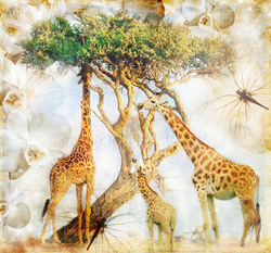 Наклейки Жирафы на прогулке