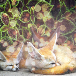Наклейки Спящие лисички