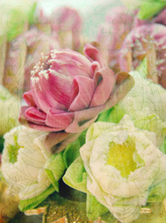    Букет лотосов