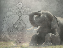 Наклейки Индийский слон