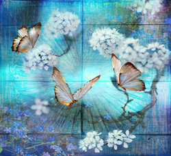    Бабочки и сакура