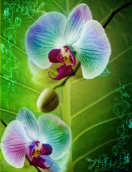 Наклейки Яркие орхидеи