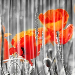    Красные маки