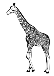    African_zhiraf