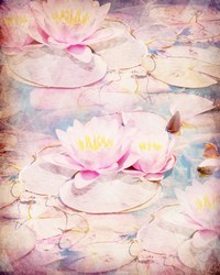 Нежные лотосы