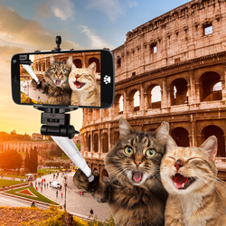    Коты в Риме