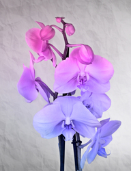 Наклейки Необыная орхидея