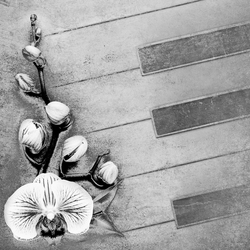 Монохромная орхидея