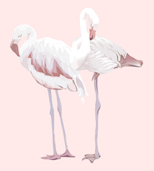    Белые фламинго