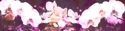 Наклейки Розовые орхидеи