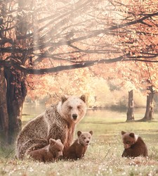    Семейство мишек