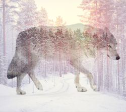    Волк в лесу