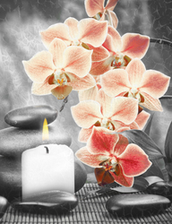    Оранжевые орхидеи